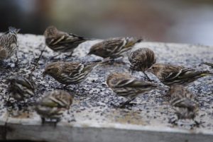 siskins