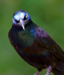 grackle