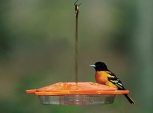 361_Oriole_Fdr