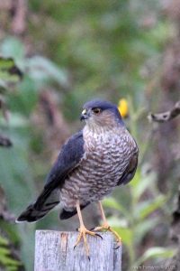 sharp-shinned-hawk-gwen-forsyth