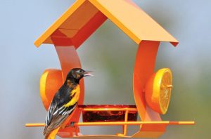 Oriole Feeder