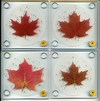 Set of 4 Slate Real Maple Leaf Coasters 