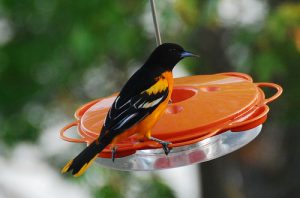 Oriole On Woodlink Feeder