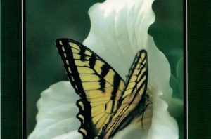 Butterflyguide