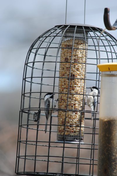 Squirrel proof cage