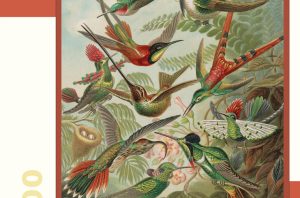 Ernst Haeckel Hummingbirds 300 Piece Jigsaw Puzzle 40