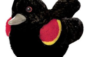 Red Winged Blackbird