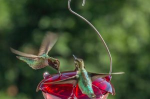 Hummingbird & Oriole Feeders
