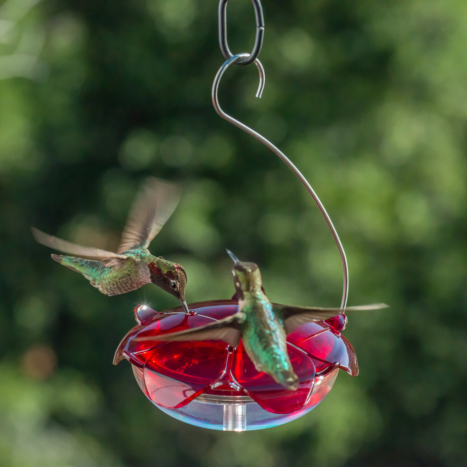 Wide mouth hummingbird feeder The AvantGarden Shop