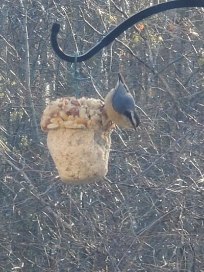 Mill Creek - Suet Acorn - Image 2