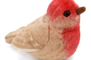 House Finch