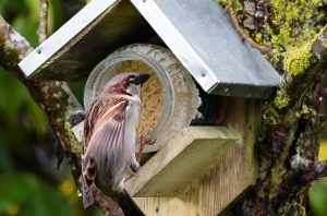 Jar Feeder