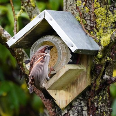 Glass jar bird feeder