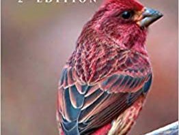 Pocket Guide Birds Of Canada