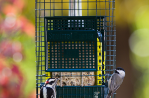 Suet Buster