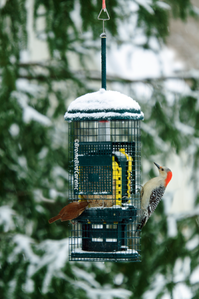 Brome - Squirrel Buster Suet feeder - Image 3