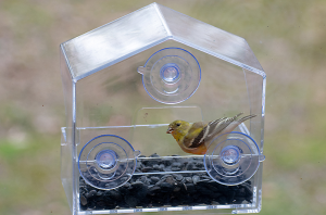 Window Feeder Single