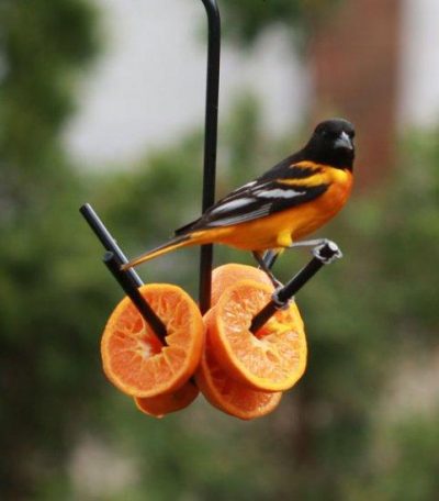 Fruit Feeder