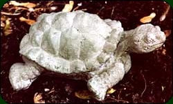 Tortoise Nat2020