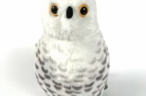 Snowy Owl