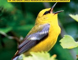 Warblers 2