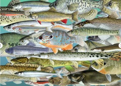 1008 pc Puzzle - "Fishes of The Great Lakes"