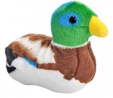 Mallardduck