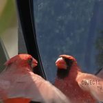 A male Northern Cardinal faces his reflection in a car's side mirror.