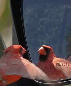 A male Northern Cardinal faces his reflection in a car's side mirror. 