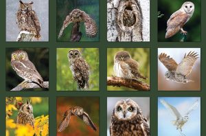 Owls Calendar 2025