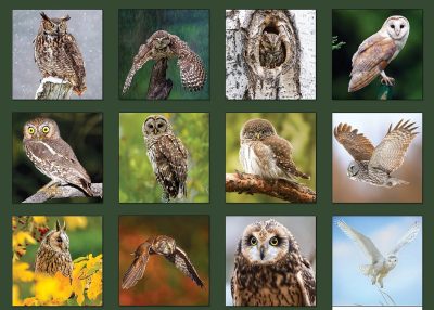 2025 Calendar - Owls
