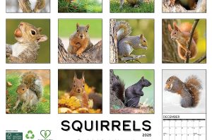 Squirrels Calendar 2025