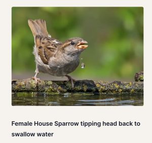 Photo shows sparrow drinking from a birdbath. 